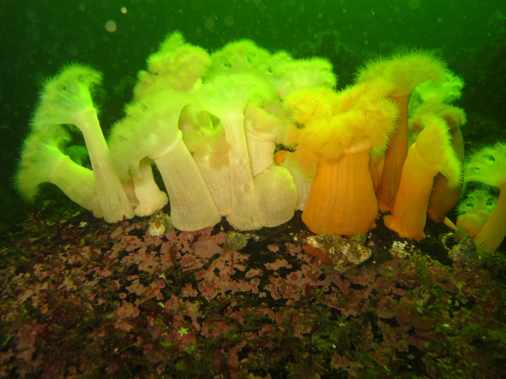 вапрол вапрол