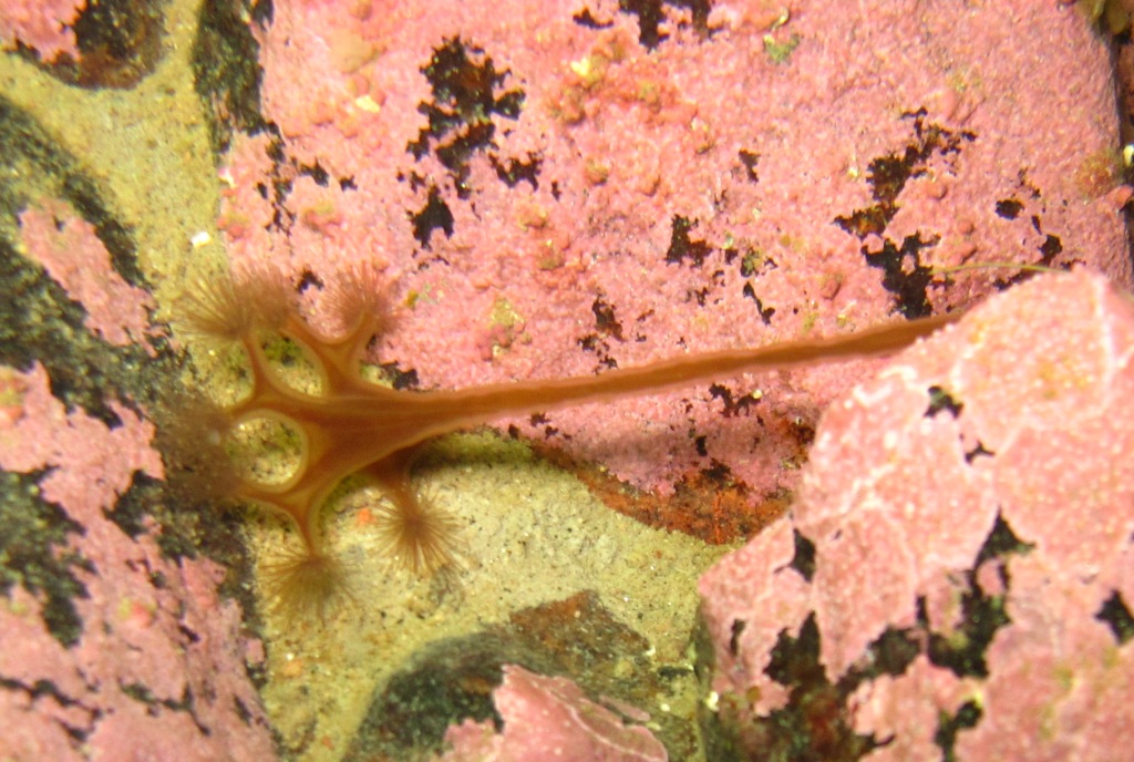 чсмить чсмить