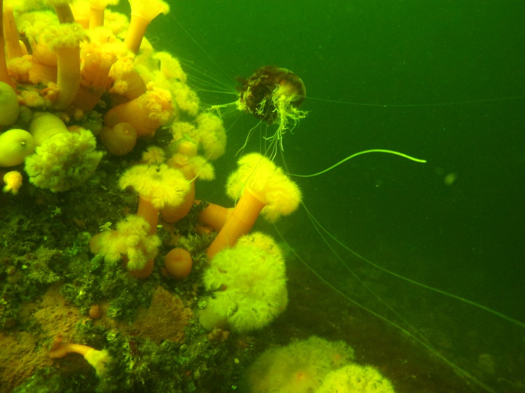 цукенгш цукенгш