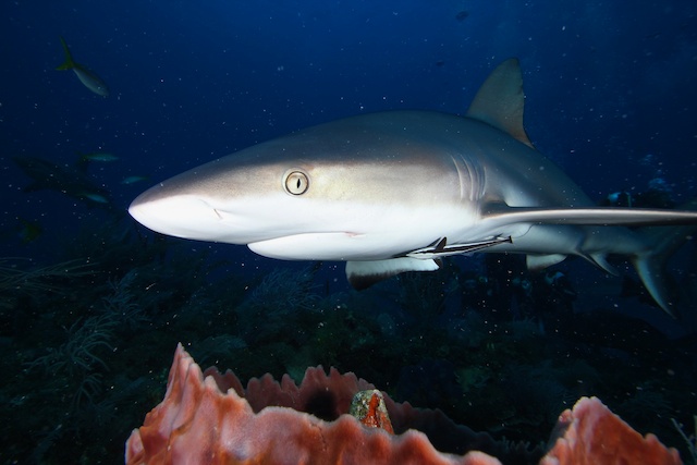 sCuba Diving с Дм.Холоденко! sCuba Diving с Дм.Холоденко!