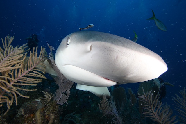 sCuba Diving с Дм.Холоденко! sCuba Diving с Дм.Холоденко!