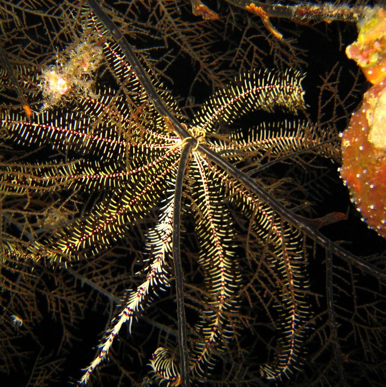 Десятилучевая лилия. Десятилучевая лилия.