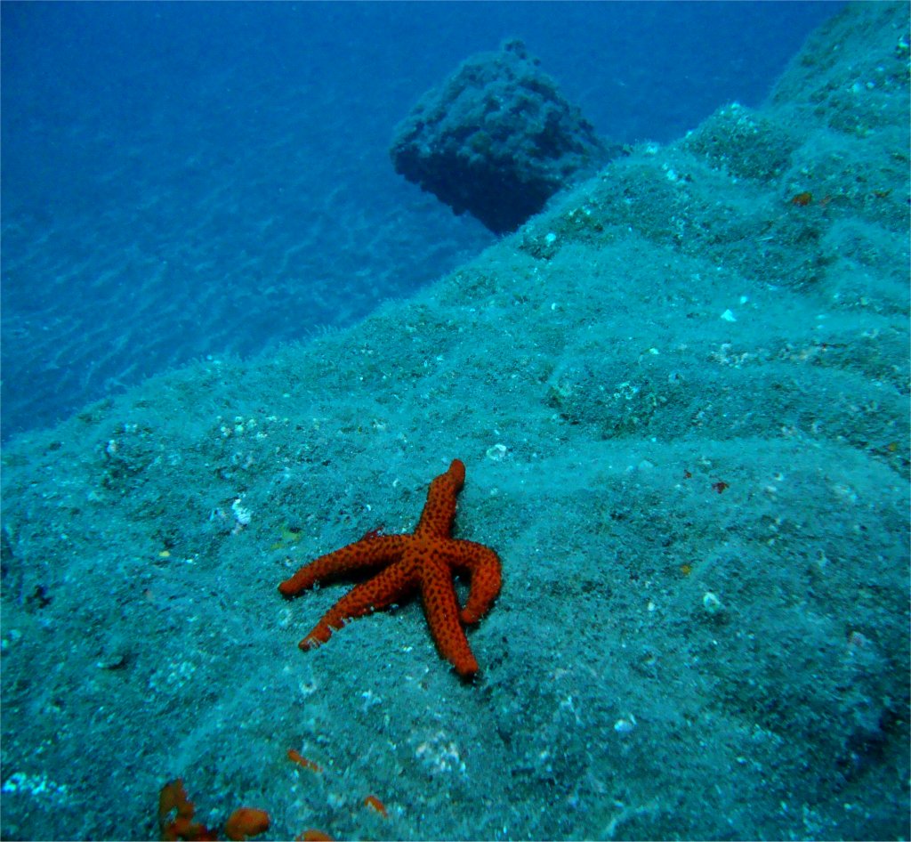 Звезда Звезда