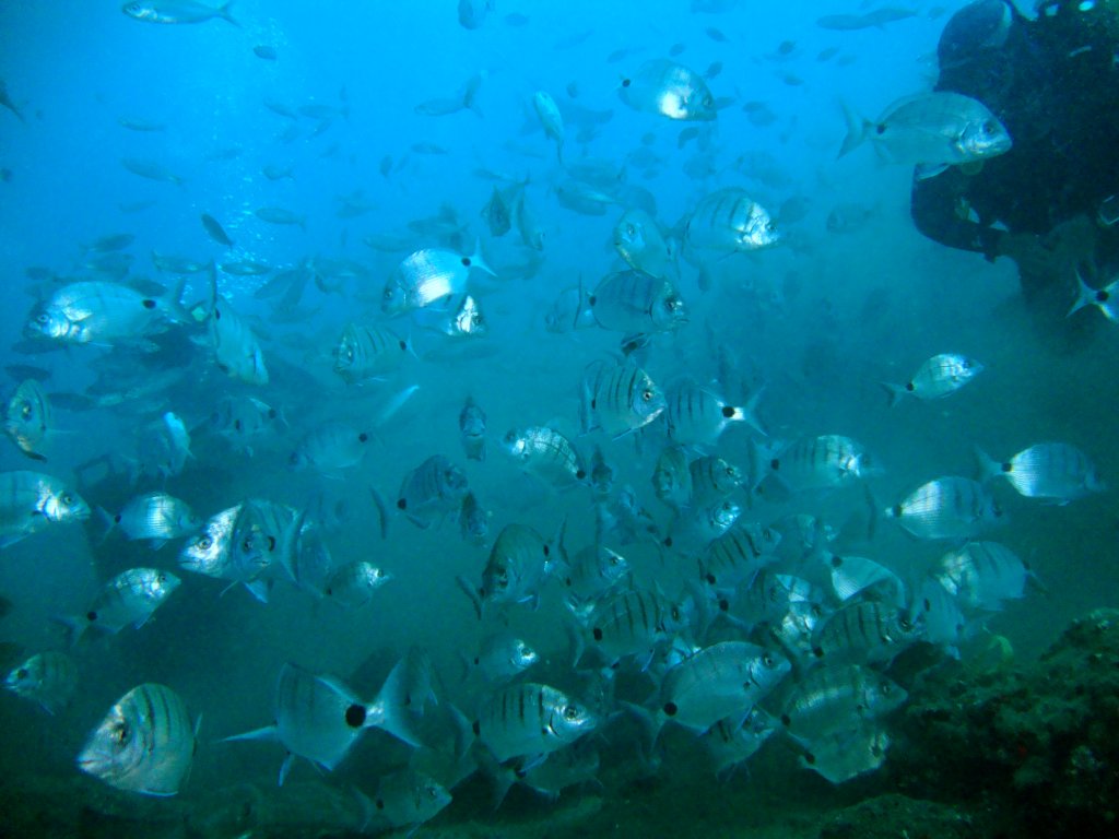 Рыбный супчик Рыбный супчик