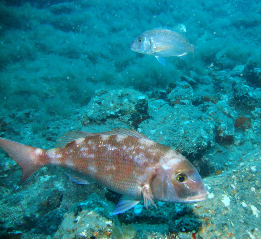 Красивый рыб Красивый рыб