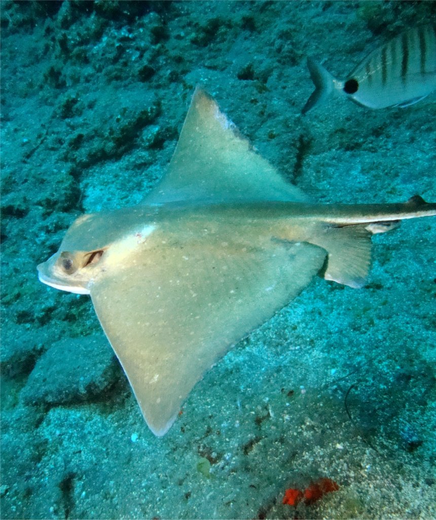 Морской кот Морской кот