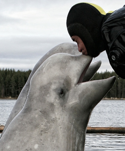 Белое. Полярный круг Белое. Полярный круг