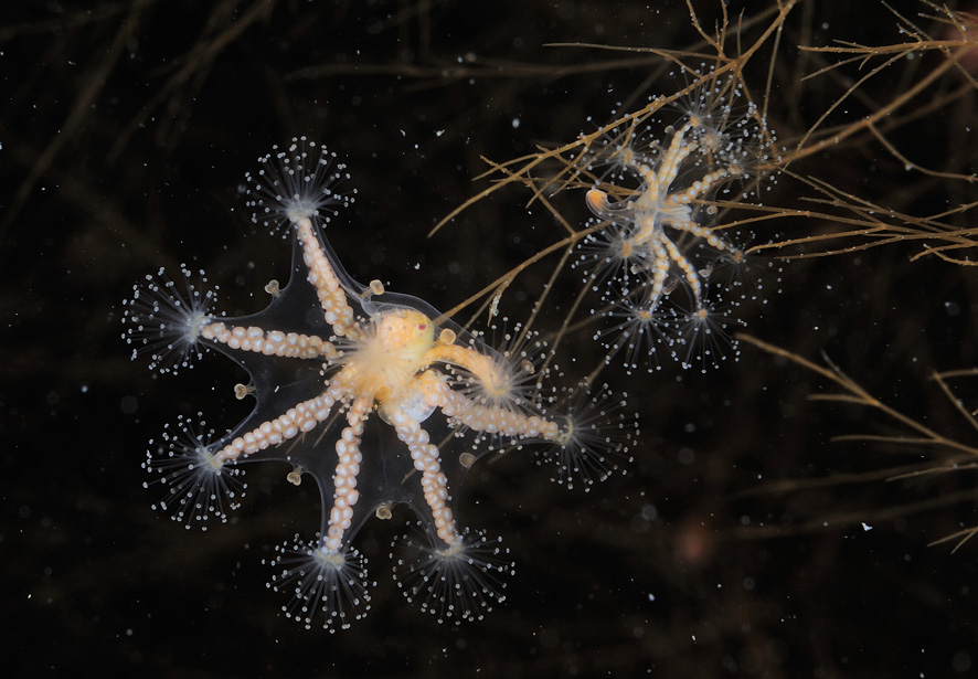 Приморье.Дальнегорск.Фото А.Шпатака Приморье.Дальнегорск.Фото А.Шпатака