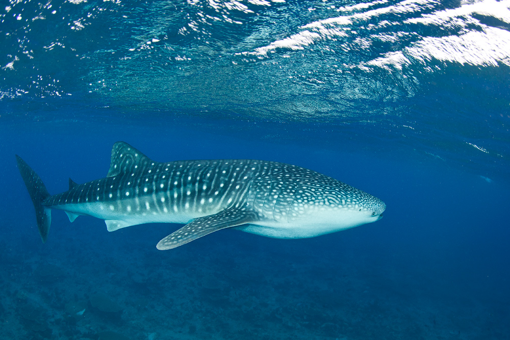 Мальдивы, Carpe Vita, ноябрь 2011 Мальдивы, Carpe Vita, ноябрь 2011