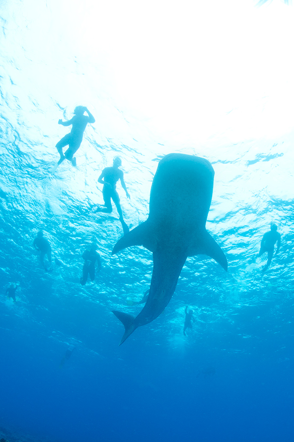 Мальдивы, Carpe Vita, ноябрь 2011 Мальдивы, Carpe Vita, ноябрь 2011