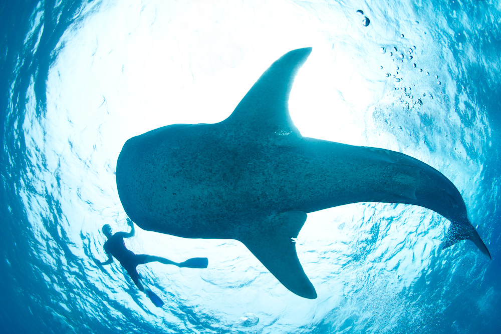 Мальдивы, Carpe Vita, ноябрь 2011 Мальдивы, Carpe Vita, ноябрь 2011