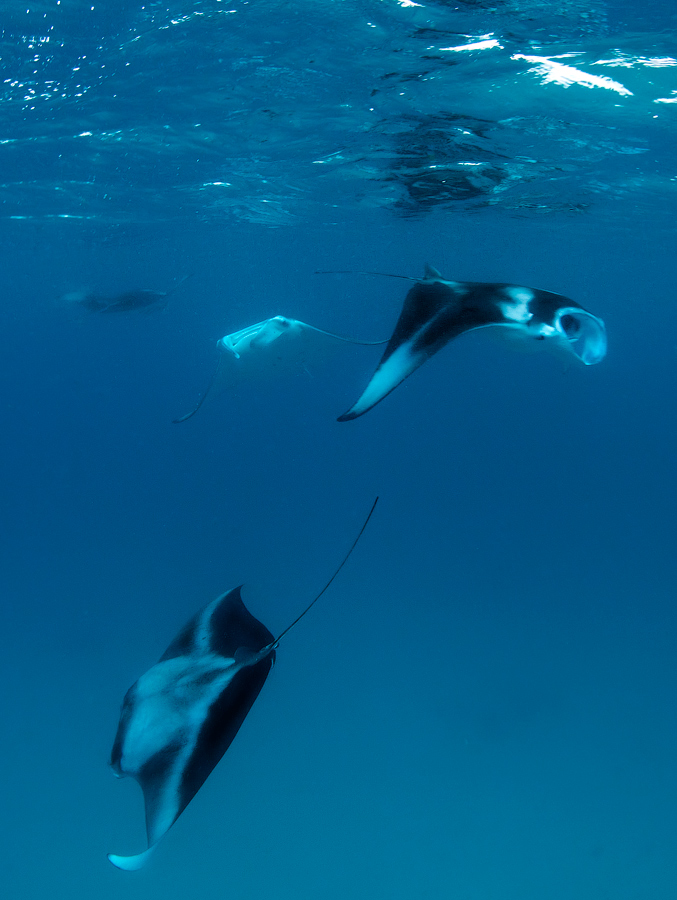 Мальдивы, Carpe Vita, ноябрь 2011 Мальдивы, Carpe Vita, ноябрь 2011