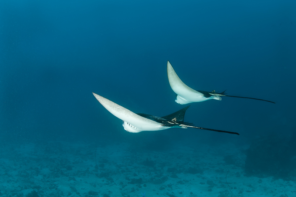 Мальдивы, Carpe Vita, ноябрь 2011 Мальдивы, Carpe Vita, ноябрь 2011