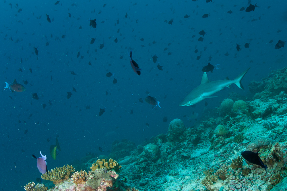 Мальдивы, Carpe Vita, ноябрь 2011 Мальдивы, Carpe Vita, ноябрь 2011