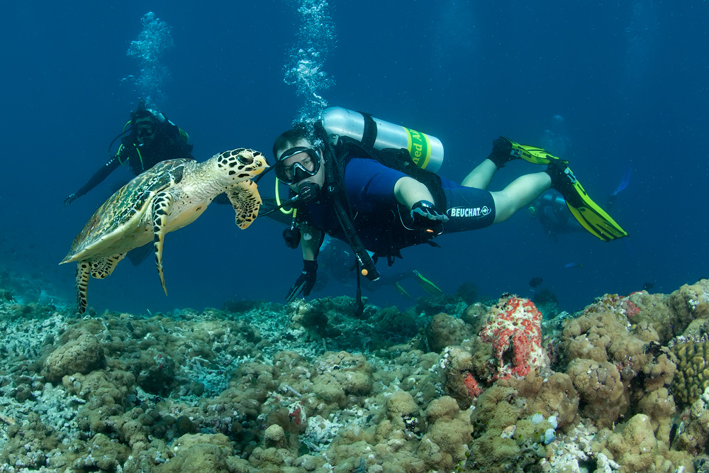 Мальдивы, Carpe Vita, ноябрь 2011 Мальдивы, Carpe Vita, ноябрь 2011