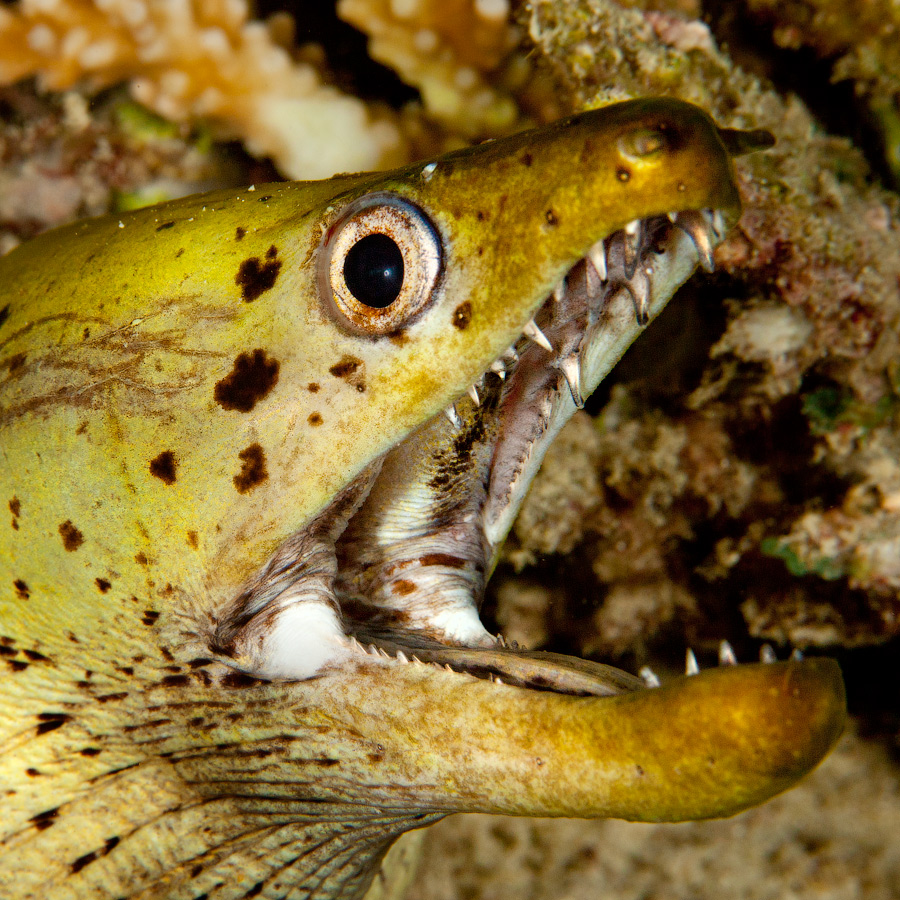 Мальдивы, Carpe Vita, ноябрь 2011 Мальдивы, Carpe Vita, ноябрь 2011