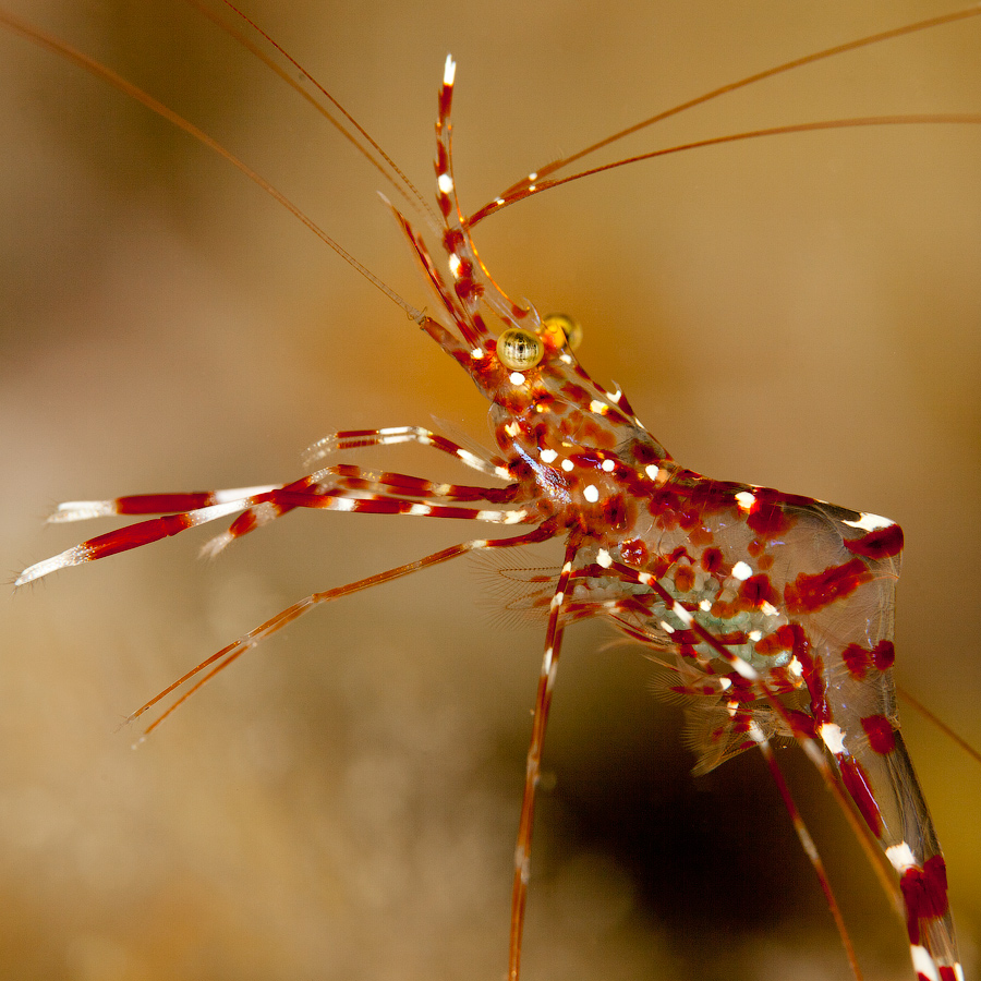 Мальдивы, Carpe Vita, ноябрь 2011 Мальдивы, Carpe Vita, ноябрь 2011