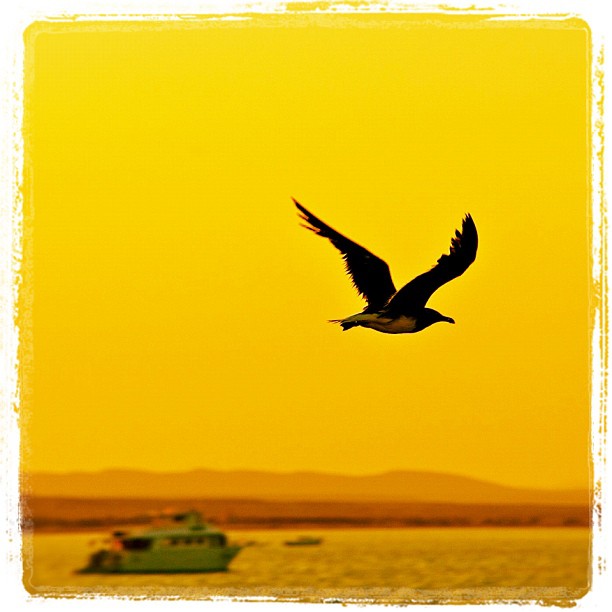 Red Sea Seagull Red Sea Seagull