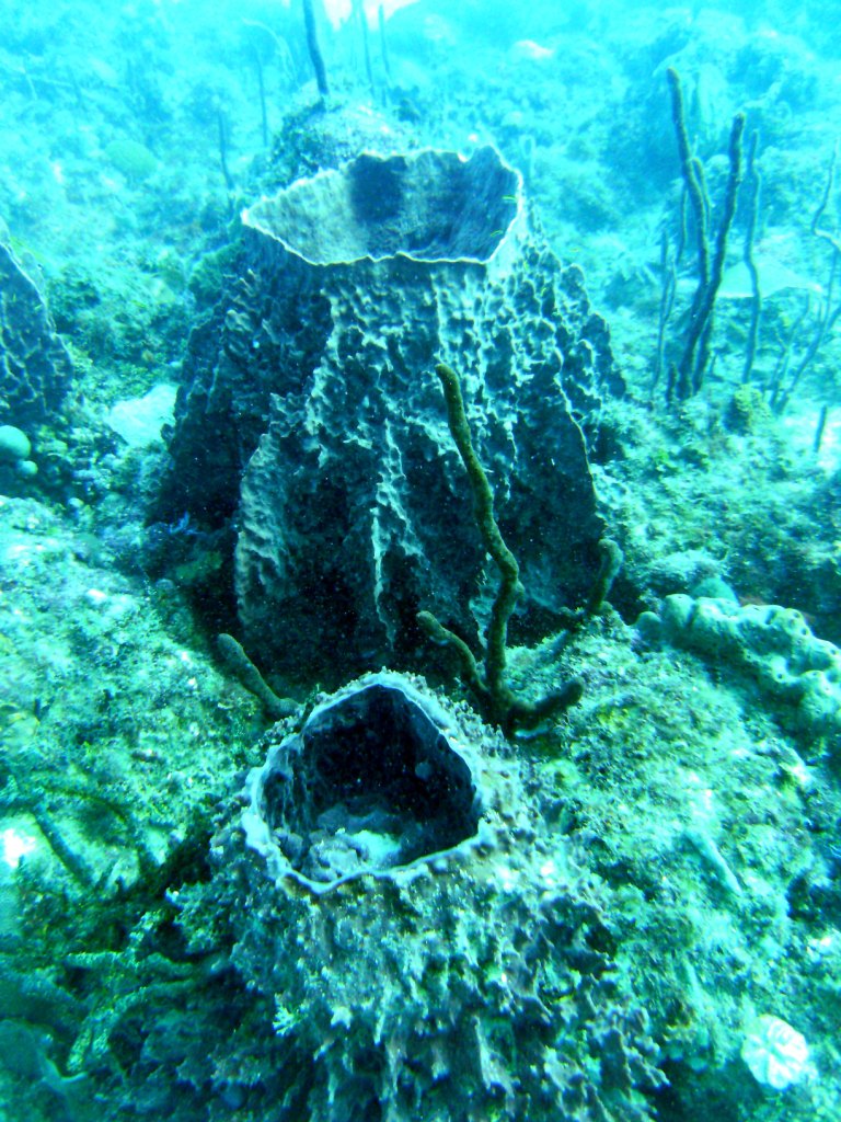 День Мирового Океана в Бока чике. Доминикана День Мирового Океана в Бока чике. Доминикана