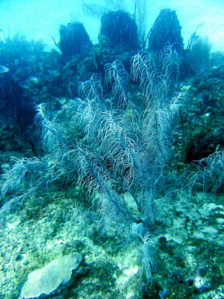 День Мирового Океана в Бока Чике. Доминикана День Мирового Океана в Бока Чике. Доминикана