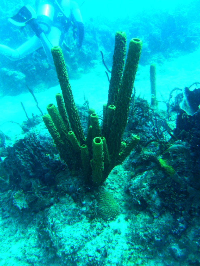 День Мирового Океана в Бока Чике. Доминикана День Мирового Океана в Бока Чике. Доминикана