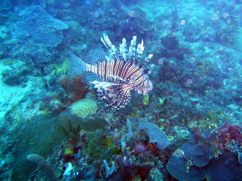 День Мирового Океана в Бока Чике. Доминикана День Мирового Океана в Бока Чике. Доминикана
