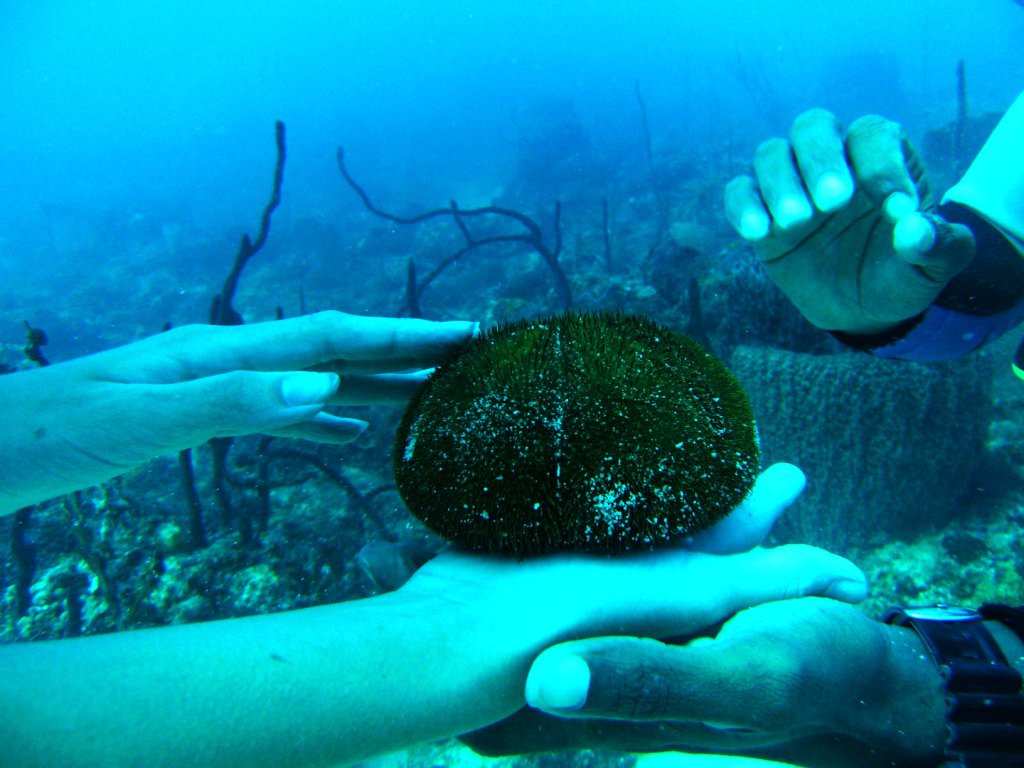 День Мирового Океана в Бока Чике. Доминикана День Мирового Океана в Бока Чике. Доминикана