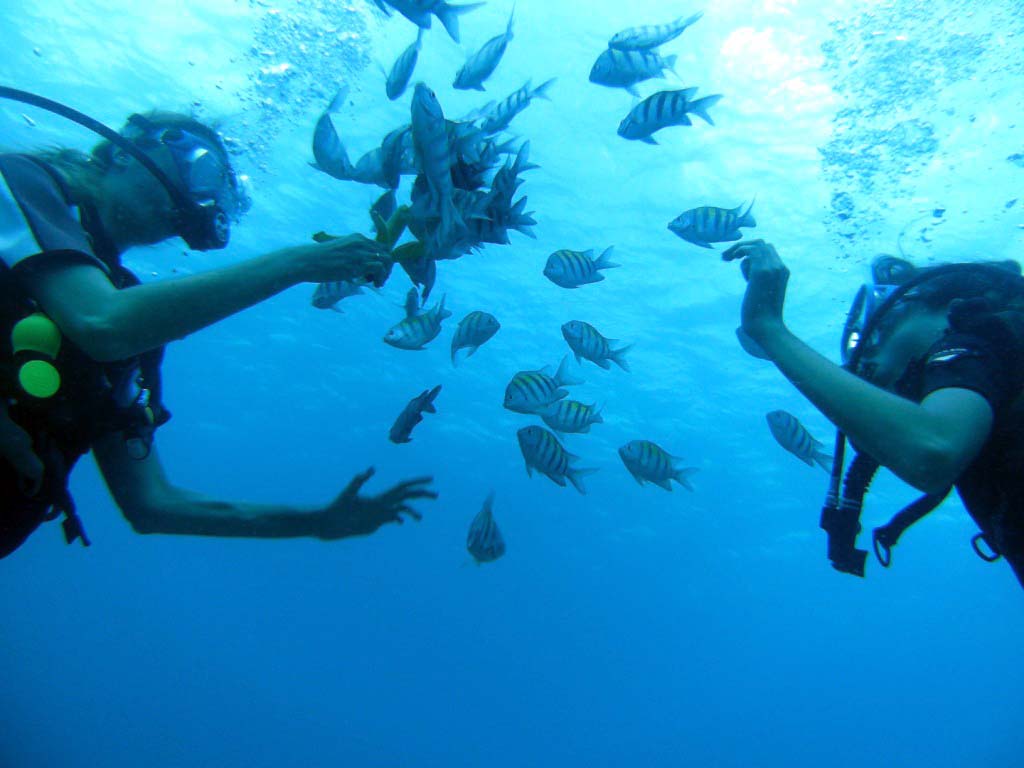 День Мирового Океана в Бока Чике. Доминикана День Мирового Океана в Бока Чике. Доминикана