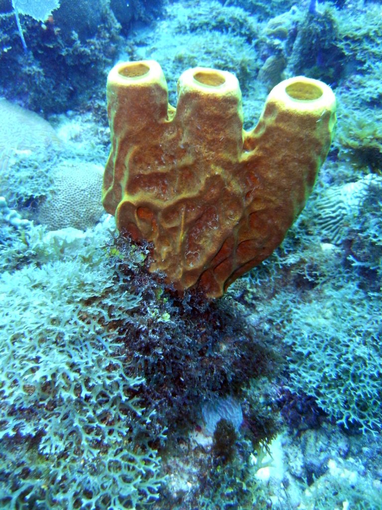 День Мирового Океана в Бока Чике. Доминикана День Мирового Океана в Бока Чике. Доминикана