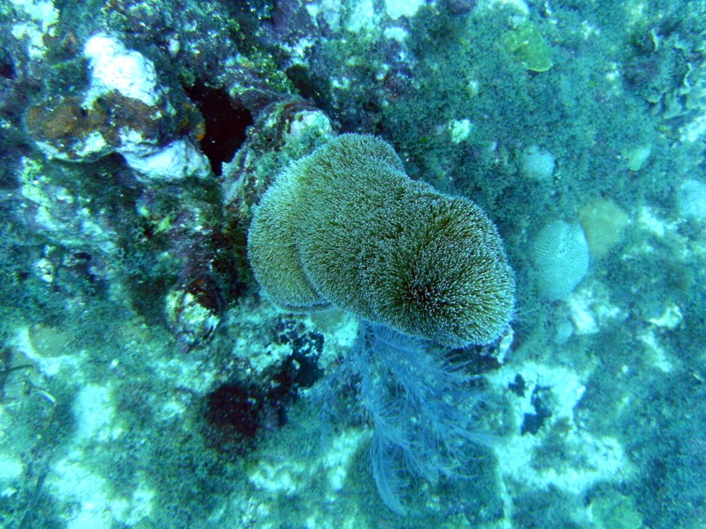 День Мирового Океана в Бока Чике. Доминикана День Мирового Океана в Бока Чике. Доминикана