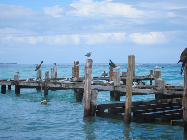 MegaDive.Club в Мексике! Ноябрь 2011 MegaDive.Club в Мексике! Ноябрь 2011