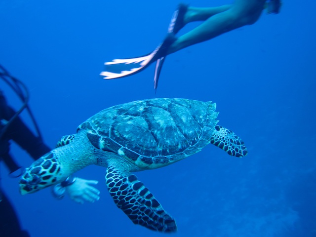 MegaDive.Club в Мексике! Ноябрь 2011 MegaDive.Club в Мексике! Ноябрь 2011