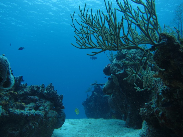 MegaDive.Club в Мексике! Ноябрь 2011 MegaDive.Club в Мексике! Ноябрь 2011