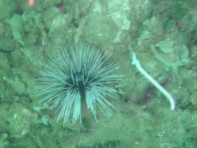 ежик седой ежик седой