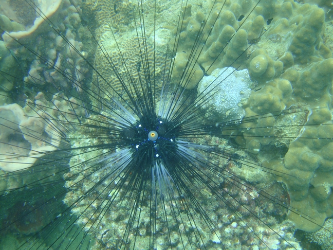 Phu-Quoc Phu-Quoc