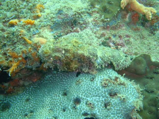 фиш-стоун фиш-стоун