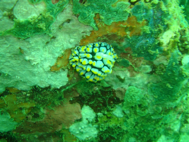 голожаберник голожаберник