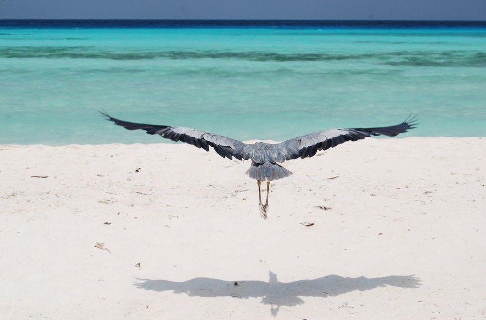 Полет Полет