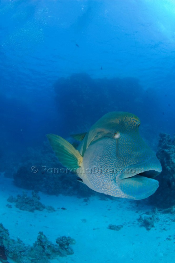 Раннее утро в компании наполеона) Раннее утро в компании наполеона)