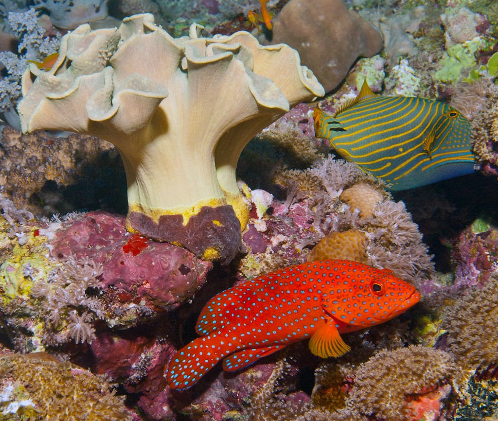 Судан_январь 2012 Судан_январь 2012