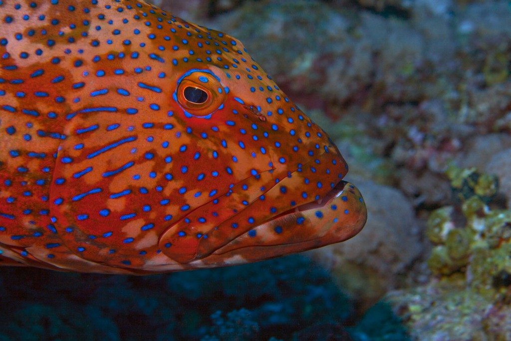 Судан_январь 2012 Судан_январь 2012