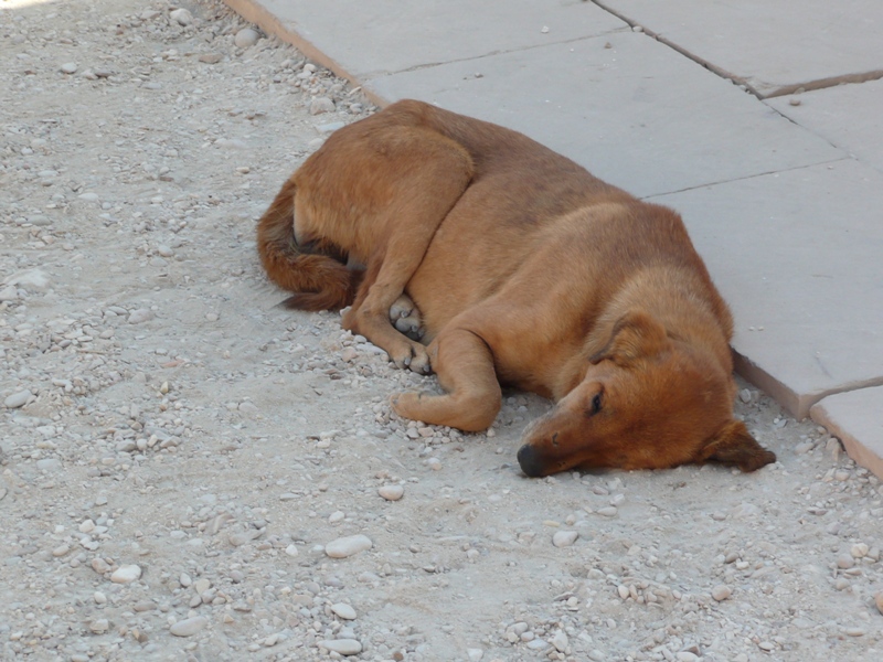 Карнак песики Карнак песики