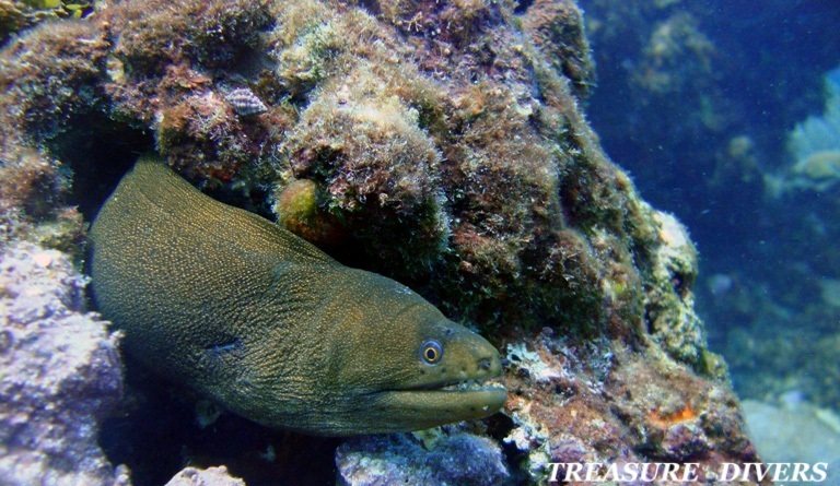 Дайвинг на острове Каталина Дайвинг на острове Каталина