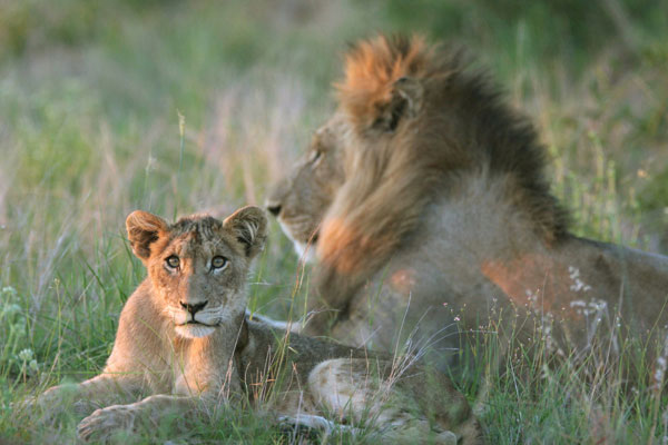 Гон сардин Гон сардин