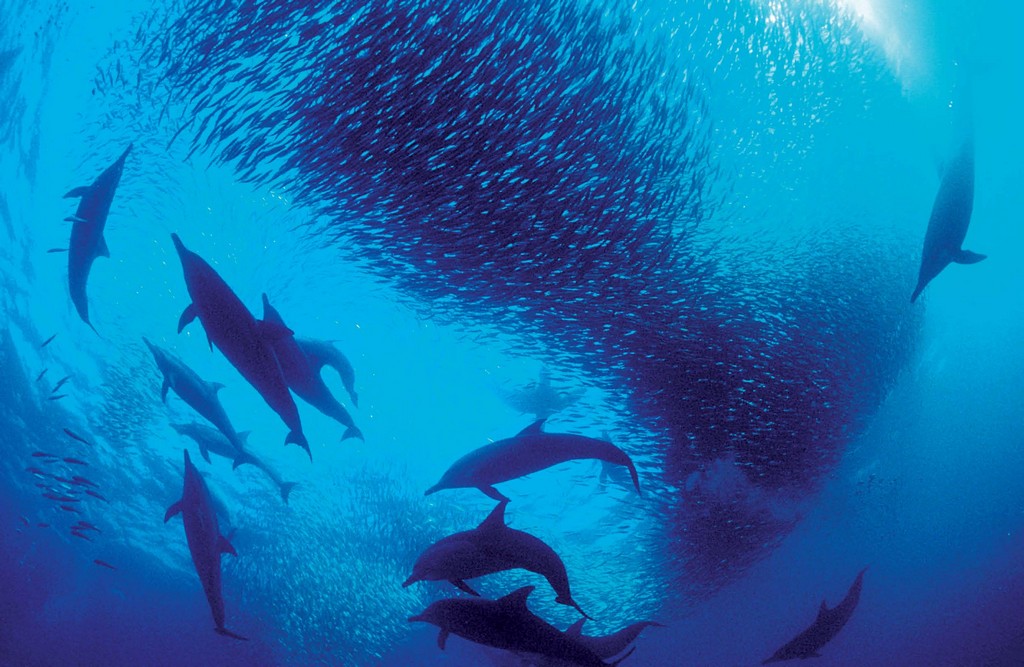 Гон сардин Гон сардин