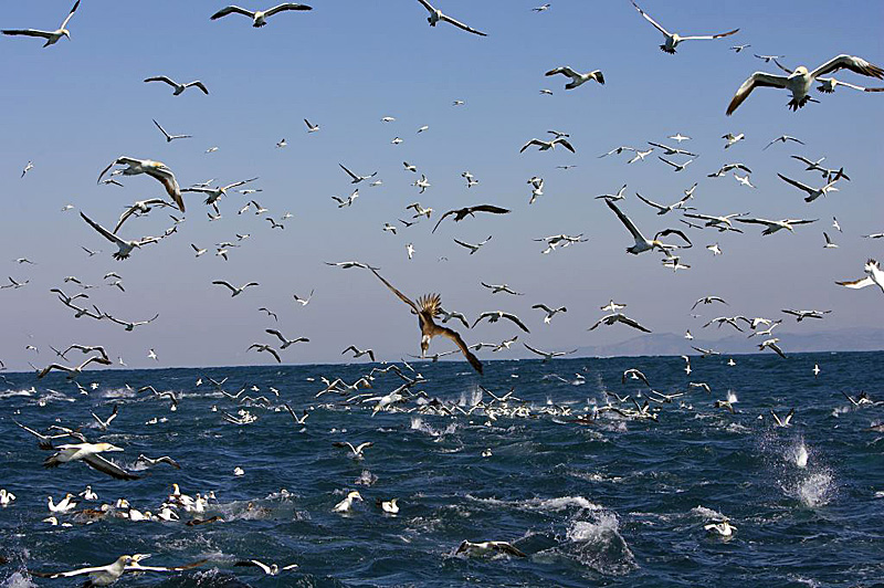 Гон сардин Гон сардин