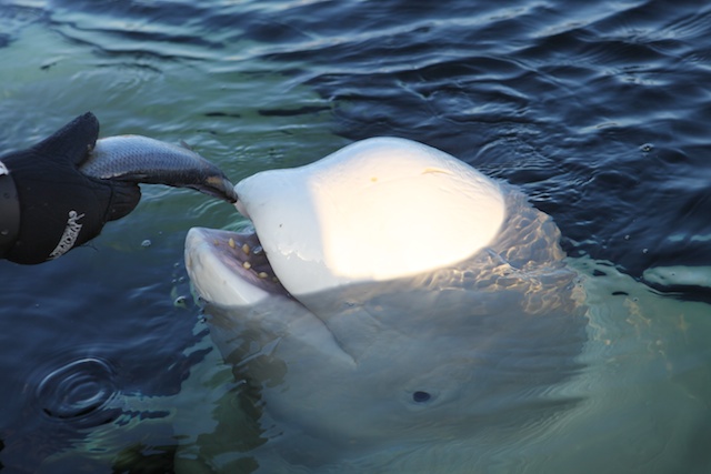 Белое. д-ц "Полярный круг" Белое. д-ц "Полярный круг"