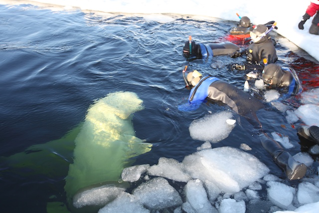 Белое. д-ц "Полярный круг" Белое. д-ц "Полярный круг"