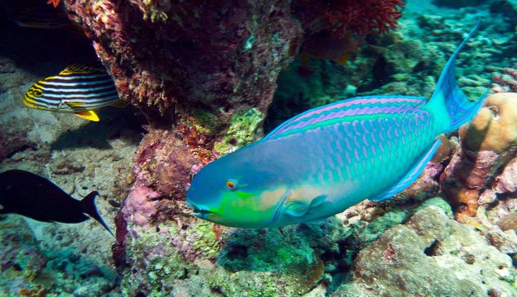 Мальдивы 2012 Мальдивы 2012