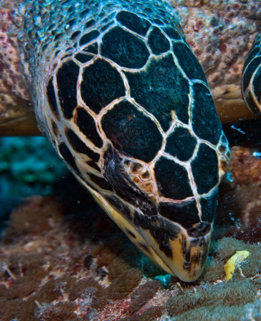 Мальдивы 2012 Мальдивы 2012